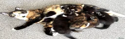 Domestic Shorthair cats for sale: 2 Beautiful Kittens - READY NOW - Advert 1