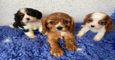 Cavalier King Charles Spaniel dogs - Advert 6