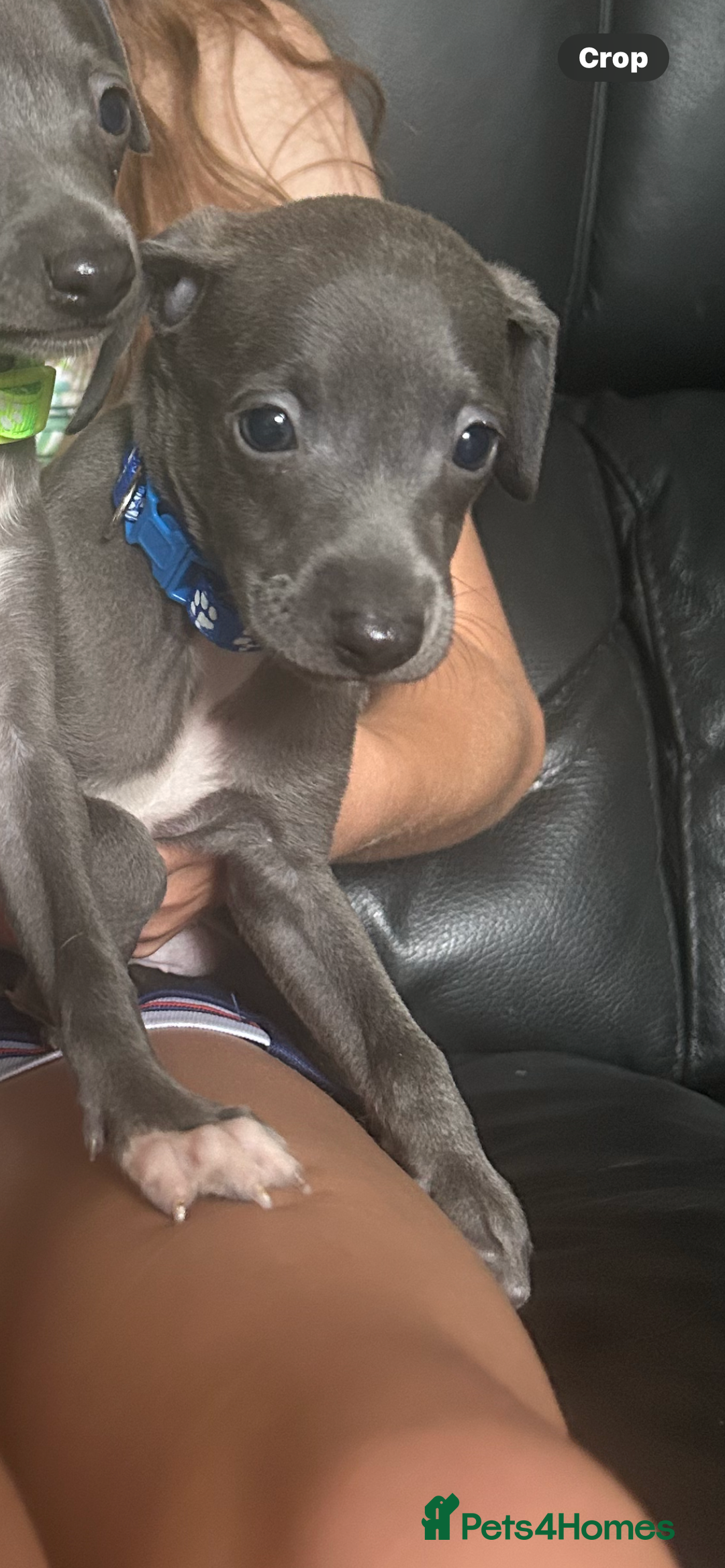 Italian Greyhound dogs for sale: Ready now 6 stunning blue boys kc reg - Image 18