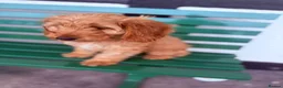 Cockapoo dogs for sale: Cockapoo girl puppy available - Advert 5