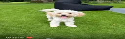 Mixed Breed dogs for sale: Shichon-poo Teddy bear - Advert 3