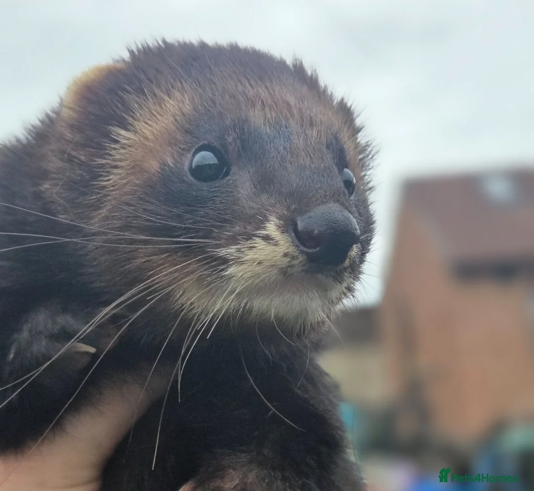 Ferret rodents for sale: Eu black x ferret kits  - Advert 2