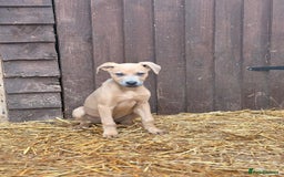 Mixed Breed dogs for sale: Puppies  - Image 5