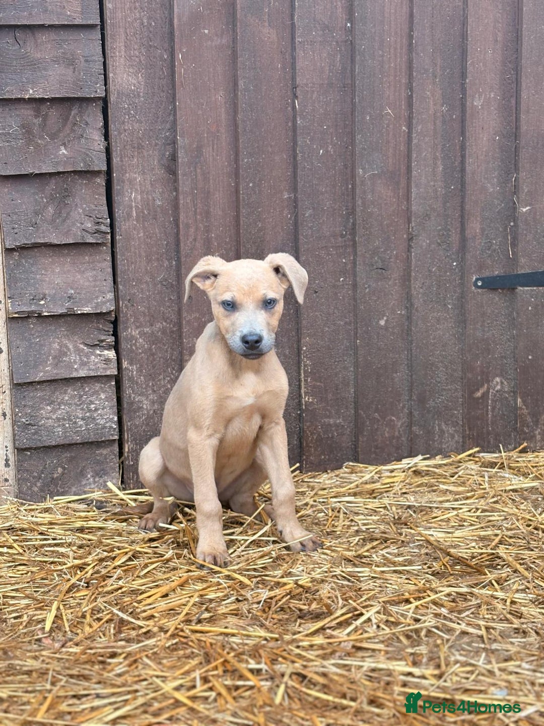 Mixed Breed dogs for sale: Puppies  - Image 5