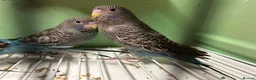 Budgerigars birds for sale: Black face and black wing budgies - Advert 1