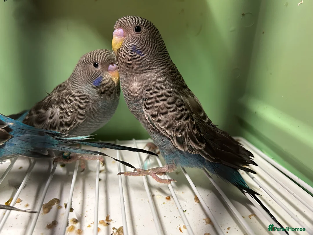 Budgerigars birds for sale: Black face and black wing budgies - Advert 1