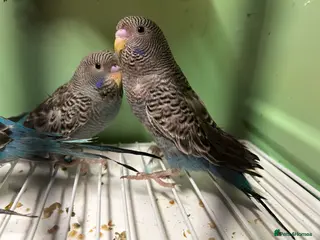 Budgerigars birds Black face and black wing budgies - Advert 2