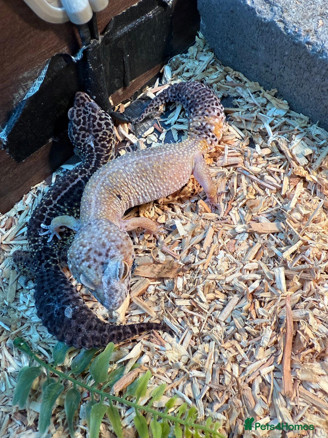Gecko reptiles for sale: Stunning leopard gecko female pair  - Image 4