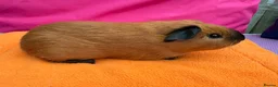 Guinea Pig rodents for sale: Californian & Himalayan - Boars & Sows - Advert 13