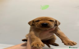 Labrador Retriever dogs for sale: Beautiful fox red puppies  - Image 26