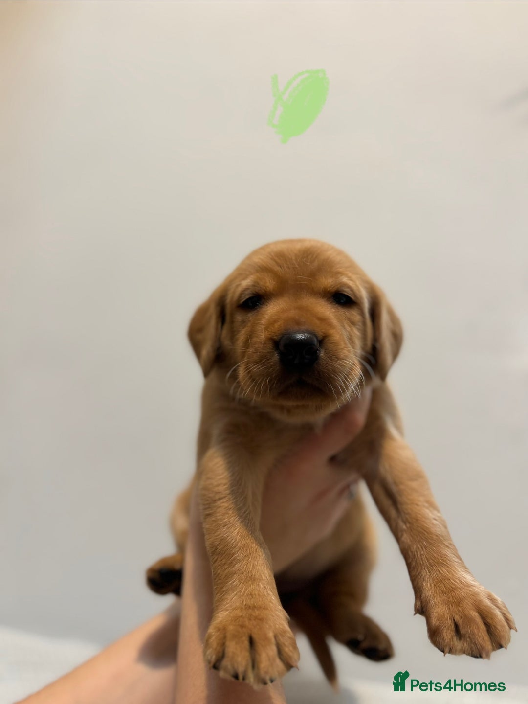 Labrador Retriever dogs for sale: Beautiful fox red puppies  - Image 26