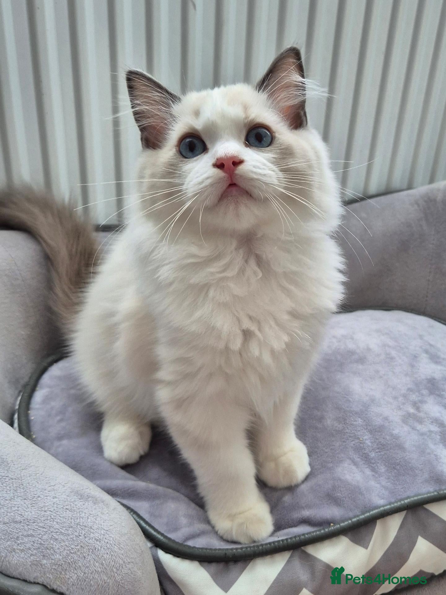 Ragdoll cats Ready Boy TICA registered DNA Tested Ragdoll  - Advert 1