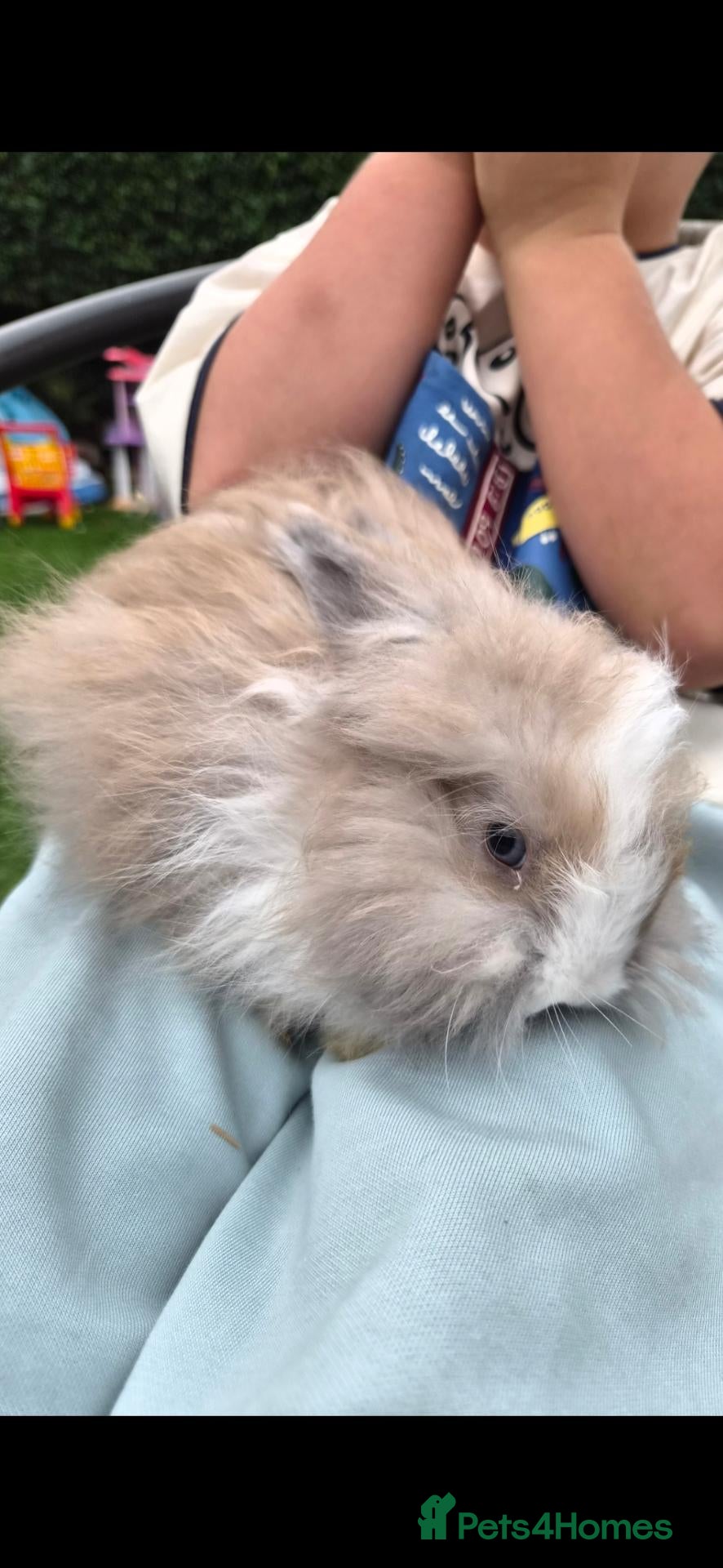 Lionhead rabbits (3 LEFT) Lion head x Angora - Advert 2