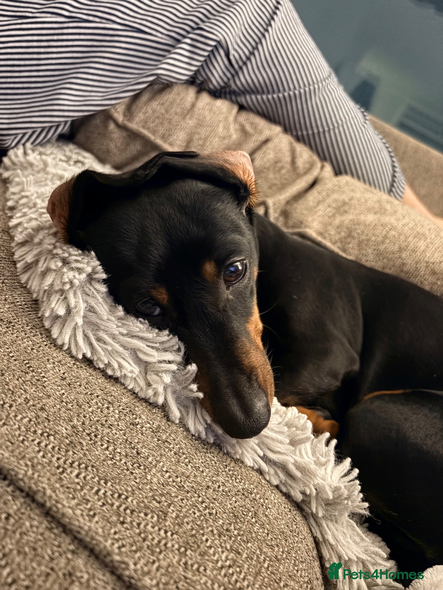 Mixed Breed dogs for sale: Miniature dachshund x French bulldog puppies  - Advert 4