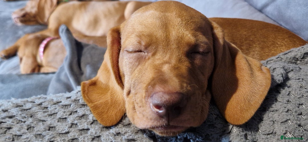 Hungarian Vizsla dogs for sale: Gorgeous bouncy and healthy vizsla pups - Image 6