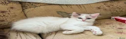 Ragdoll cats for sale: Beautiful Ragdoll kittens  - Advert 14