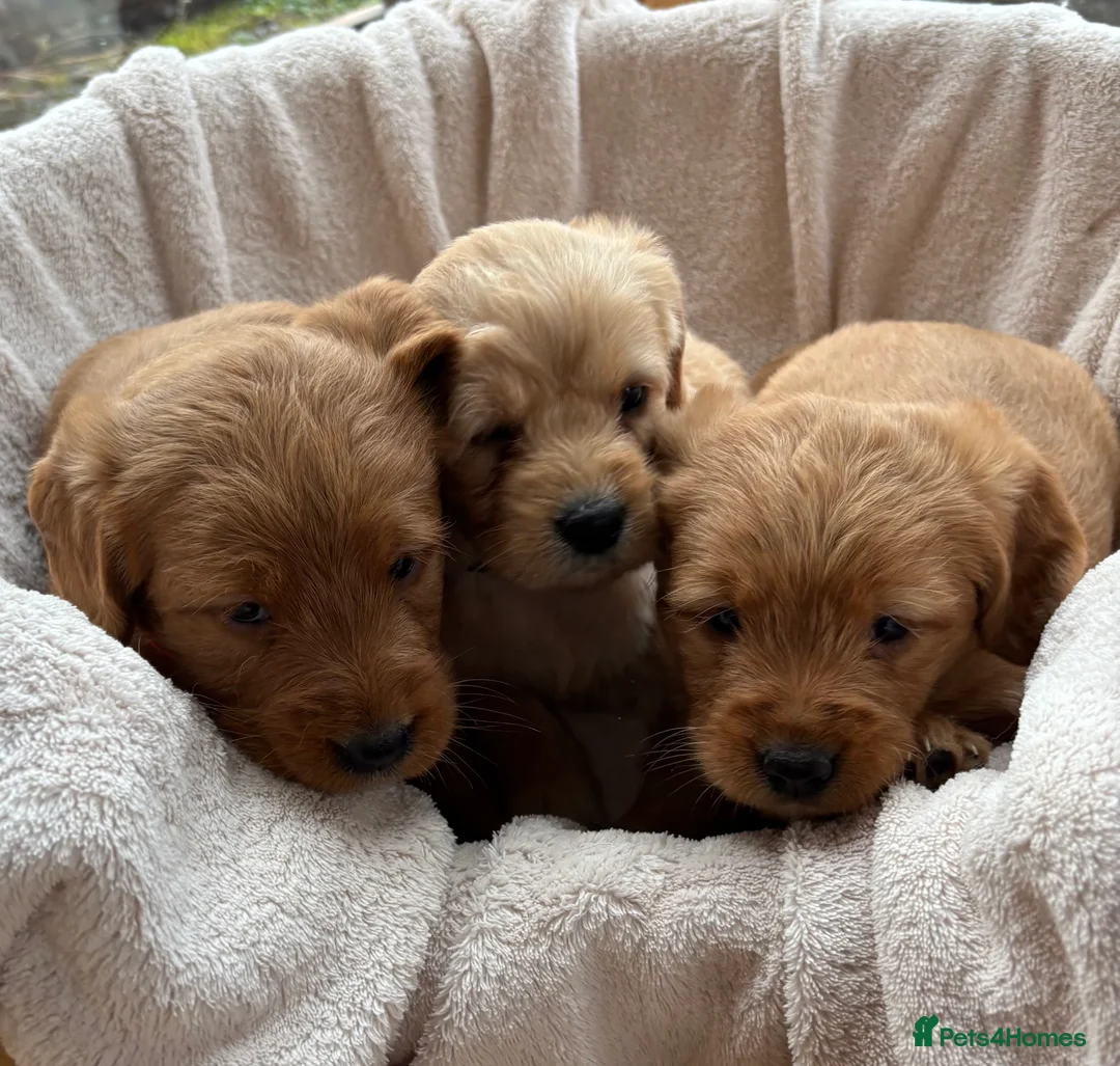 Labradoodle dogs for sale: Stunning F1 Labradoodle Puppies KC Parents - Advert 2