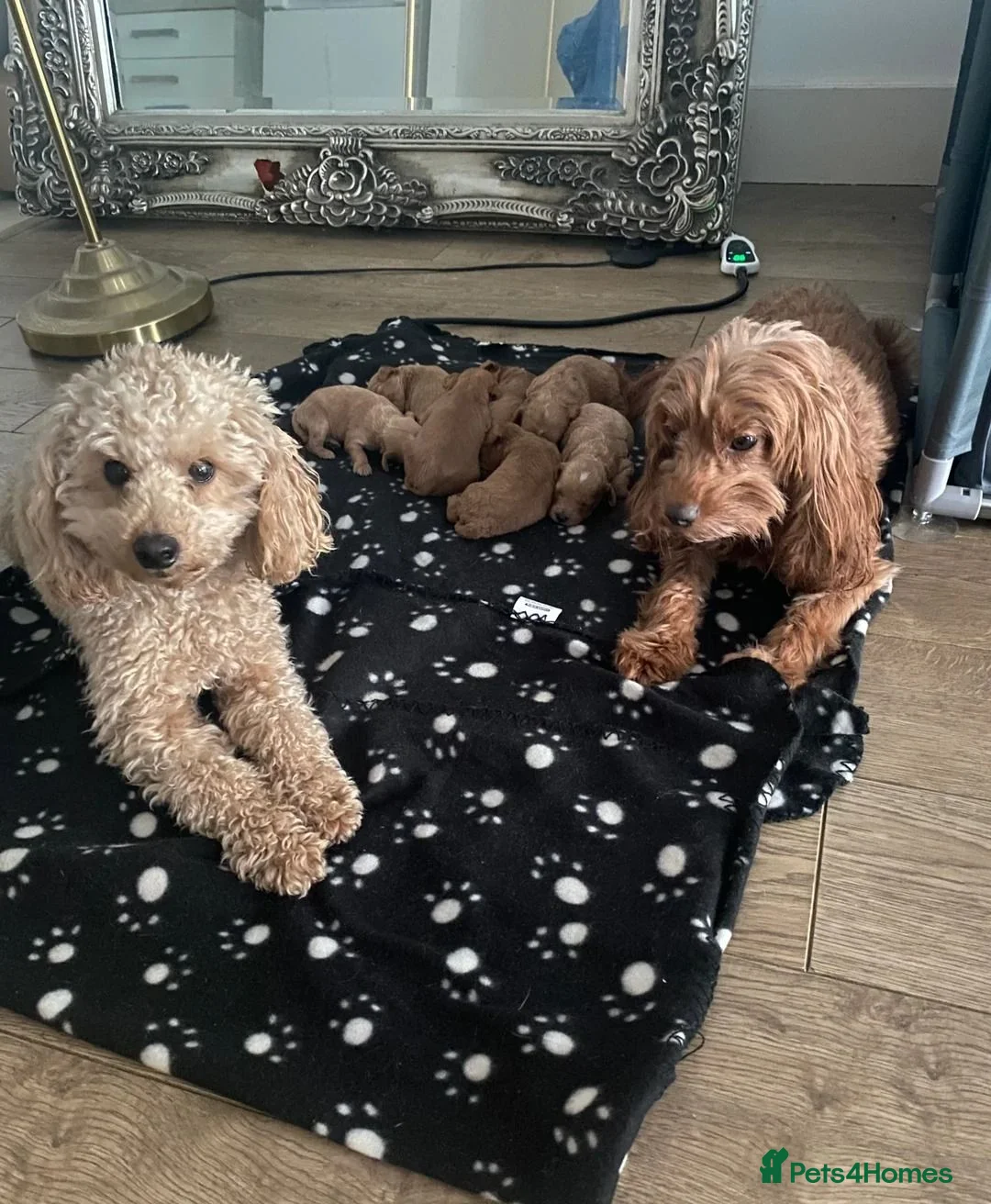 Toy Poodle dogs for sale: Beautiful Toy Poodle Puppies for Sale  in Liverpool - Advert 1