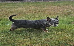 Chihuahua dogs for sale: Merle Chihuahua looking for forever home - Image 4
