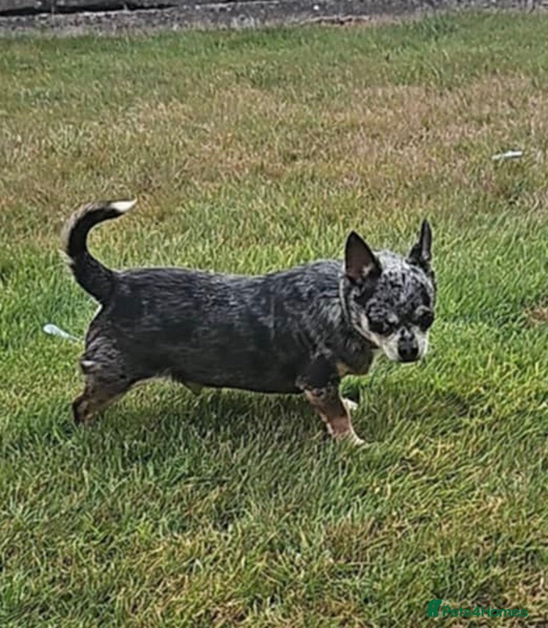 Chihuahua dogs for sale: Merle Chihuahua looking for forever home - Image 4