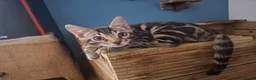 Bengal cats for sale: ❤️ Outstanding TICA Registered Bengal Kittens ❤️ - Advert 20