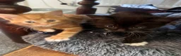Mixed Breed cats for sale: Female Ginger Kitten - Advert 5