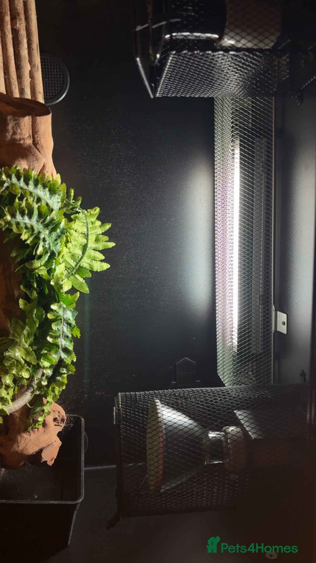 Python Snake reptiles for sale: Ball python with full set up - Advert 6