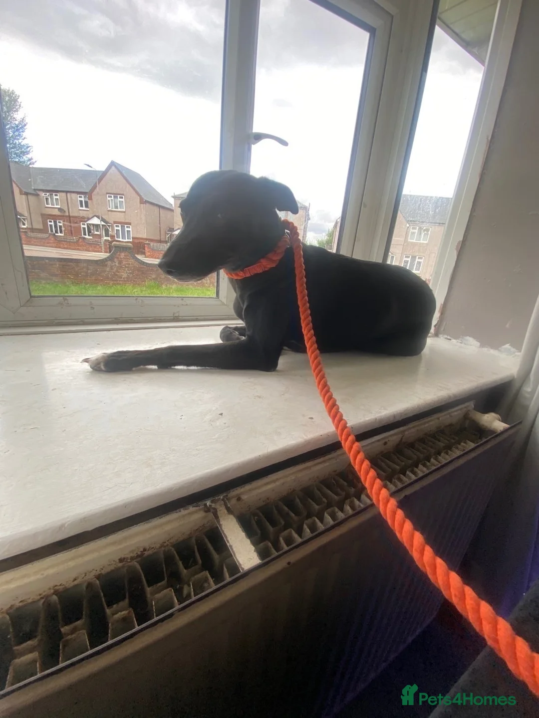 Lurcher dogs for sale: 3 year old lurched  in Castleford - Advert 2