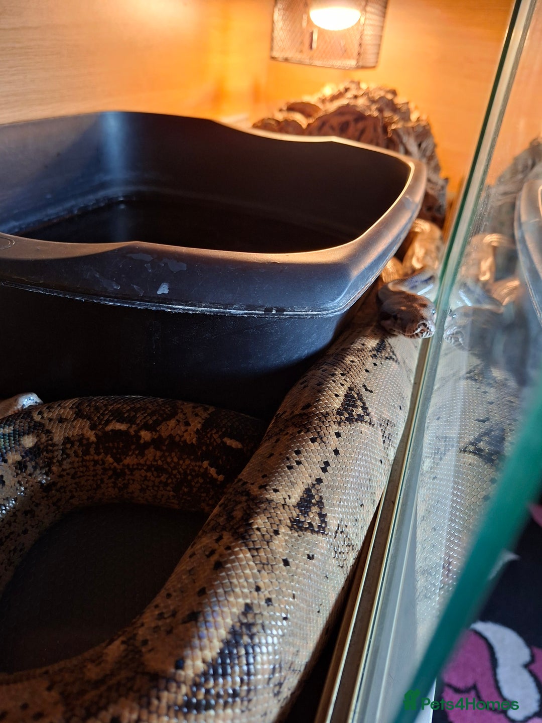 Boa Snake reptiles for sale: Hog island boas. One male one female. - Image 7