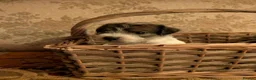 Jack Russell dogs for sale: Traditional Jack Russell terrier pups in Whitchurch - Advert 14