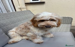 Cockapoo dogs for sale: ADORABLE 10 MONTH OLD COCKAPOO PUPPY FOR SALE - Advert 3