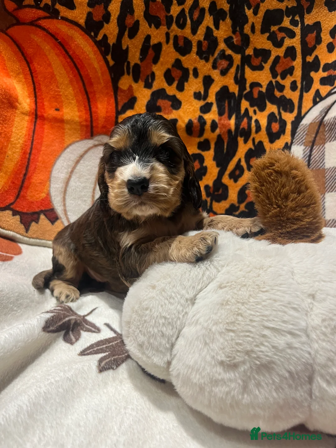 Cocker Spaniel dogs for sale: KC Show cocker spaniel puppies  - Advert 11