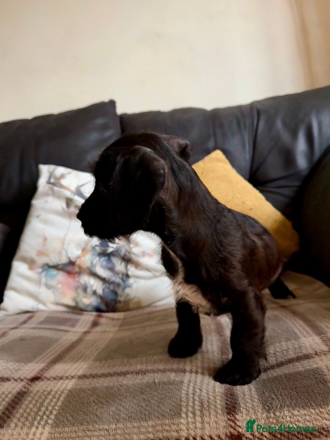 Mixed Breed dogs for sale: 🐾❤️ dachshund x Jack Russell puppies ❤️🐾 - Advert 8