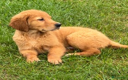 Golden Retriever dogs for sale: Dark fox red KC golden retriever puppies - Image 26