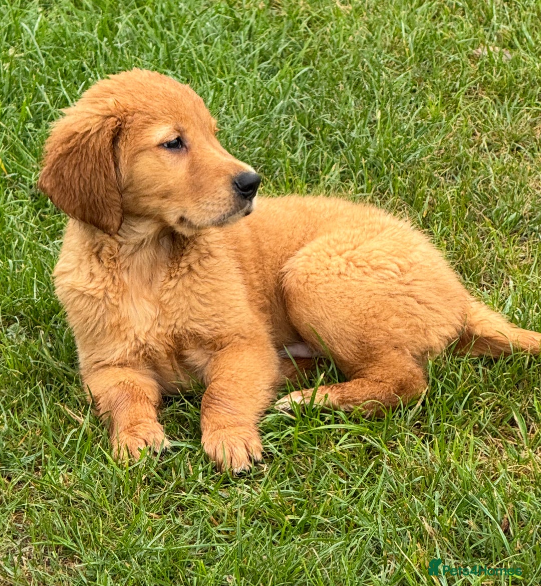 Golden Retriever dogs for sale: Dark fox red KC golden retriever puppies - Image 26