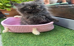 Persian cats for sale: 3 pure Persian kittens for sale   - Image 4
