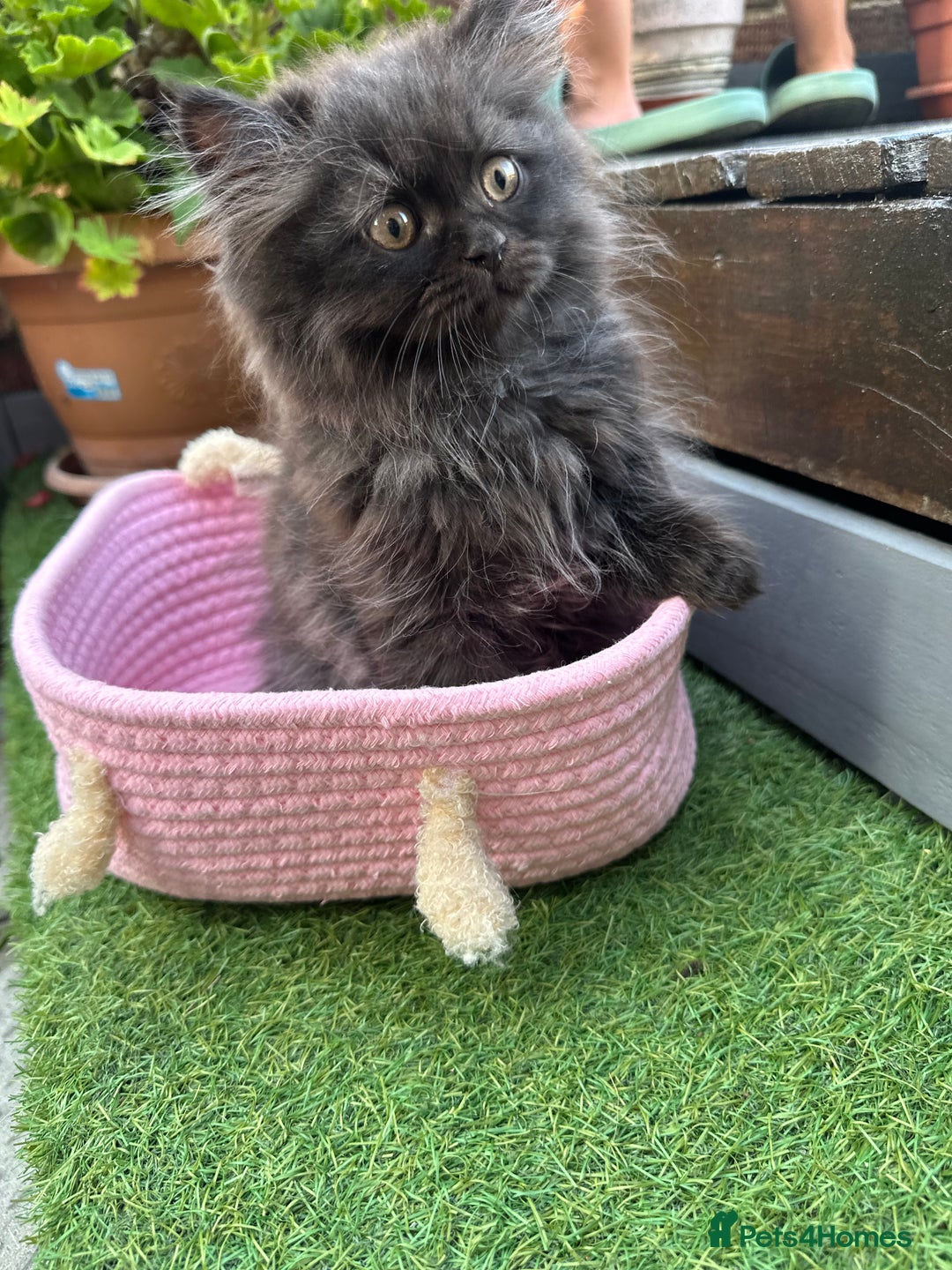 Persian cats for sale: 3 pure Persian kittens for sale   - Image 4