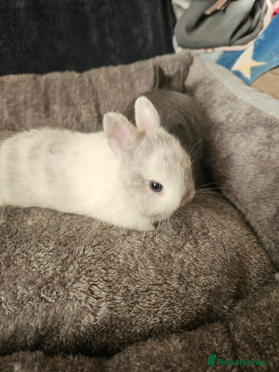 Netherland Dwarf rabbits for sale: Blue and Magpie boys - Advert 11