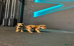 Soft Coated Wheaten Terrier dogs for sale: Traditional Irish Wheaten Terriers  - Image 8