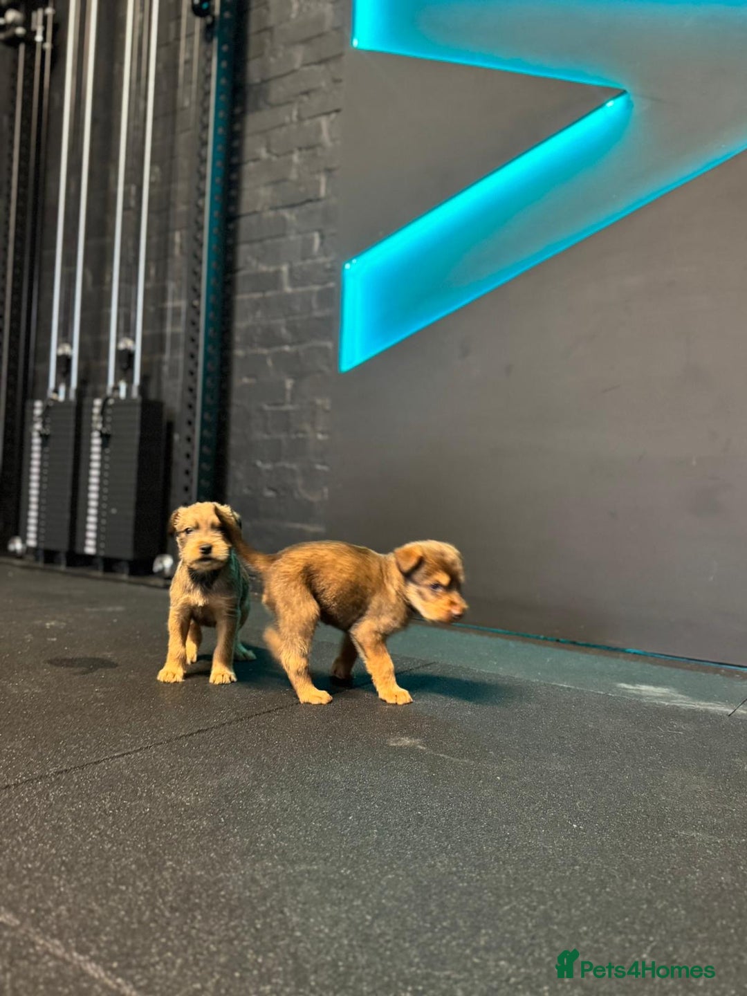 Soft Coated Wheaten Terrier dogs for sale: Traditional Irish Wheaten Terriers  - Image 8