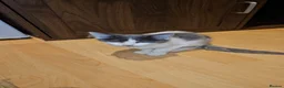 Domestic Shorthair cats for adoption: Become a Penny Paws foster homes for cats in need - Advert 8