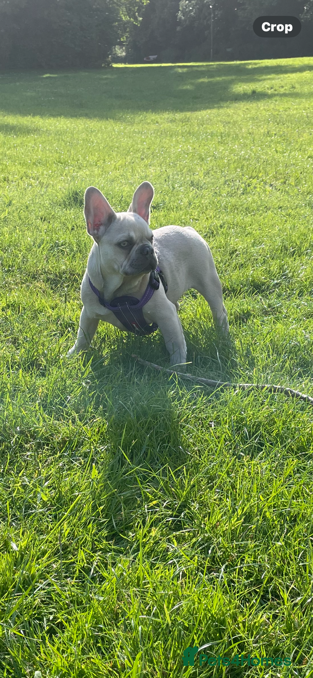 French Bulldog dogs for stud: French Bulldog for Stud - Image 3