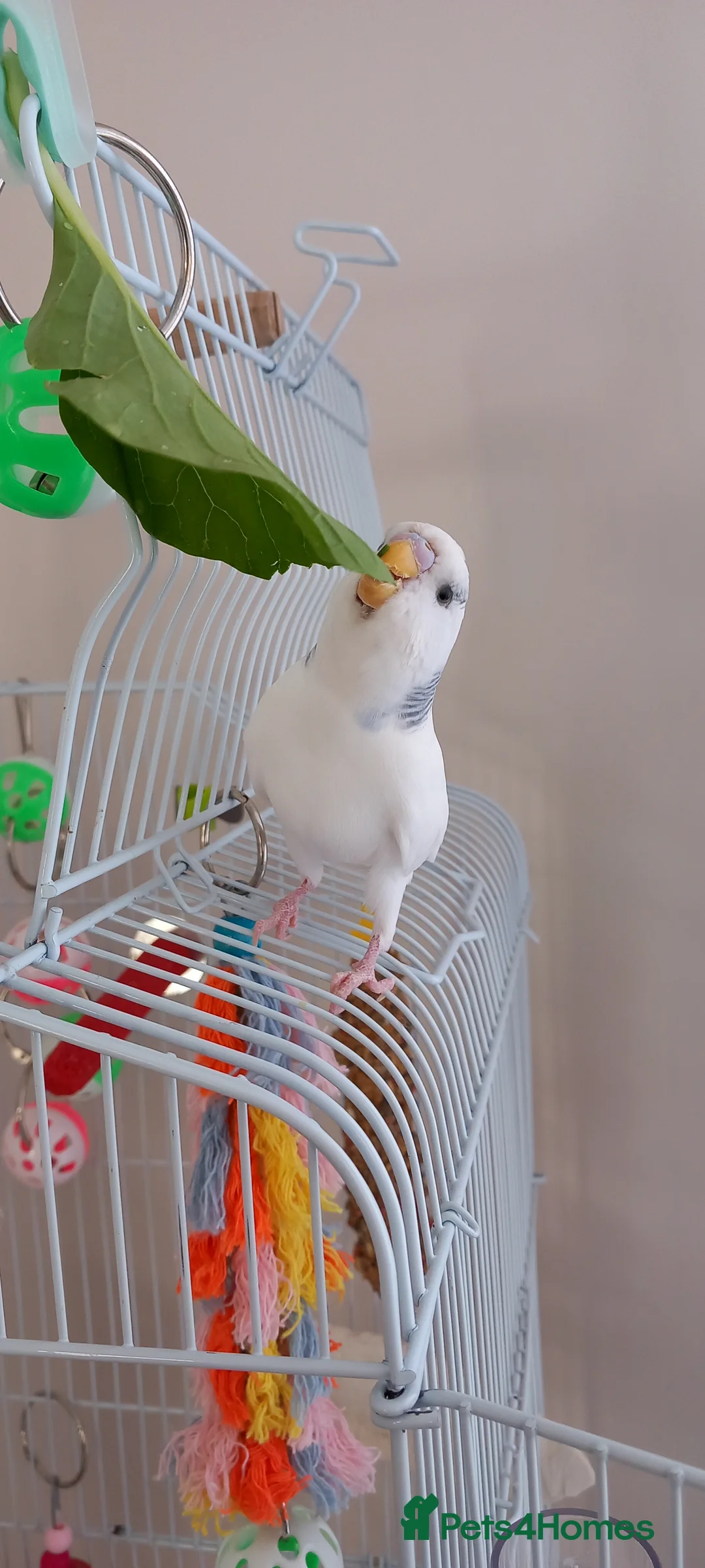 Budgerigars birds for sale: Two beautiful budgies  - Advert 1