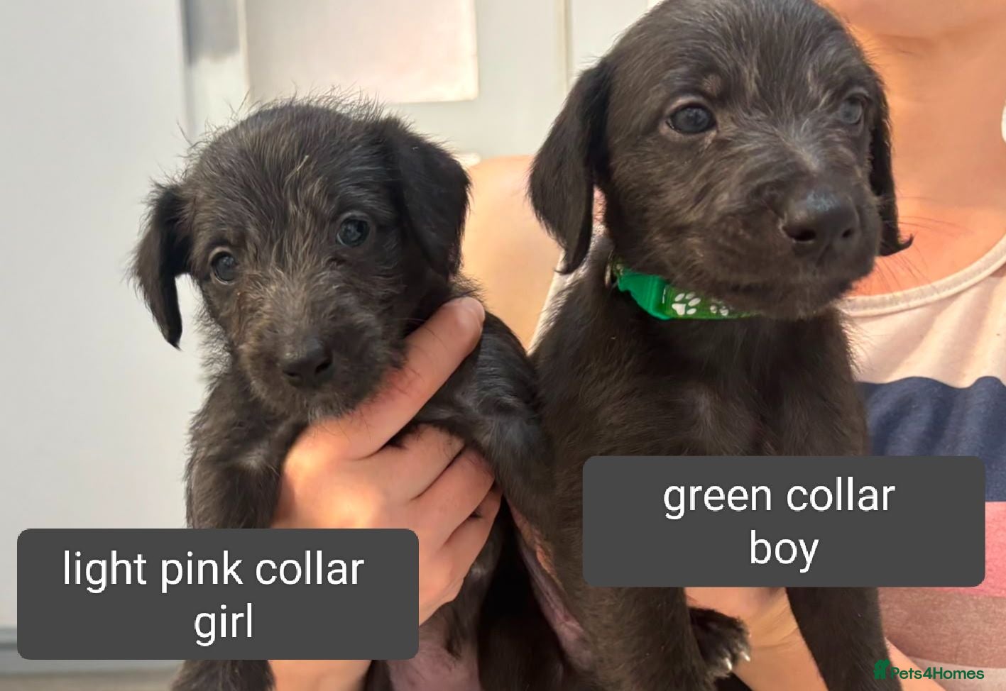 Mixed Breed dogs Beautiful Bedlington Whippet Puppies For Sale - Advert 2