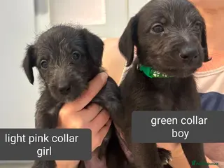Mixed Breed dogs Beautiful Bedlington Whippet Puppies For Sale - Advert 2