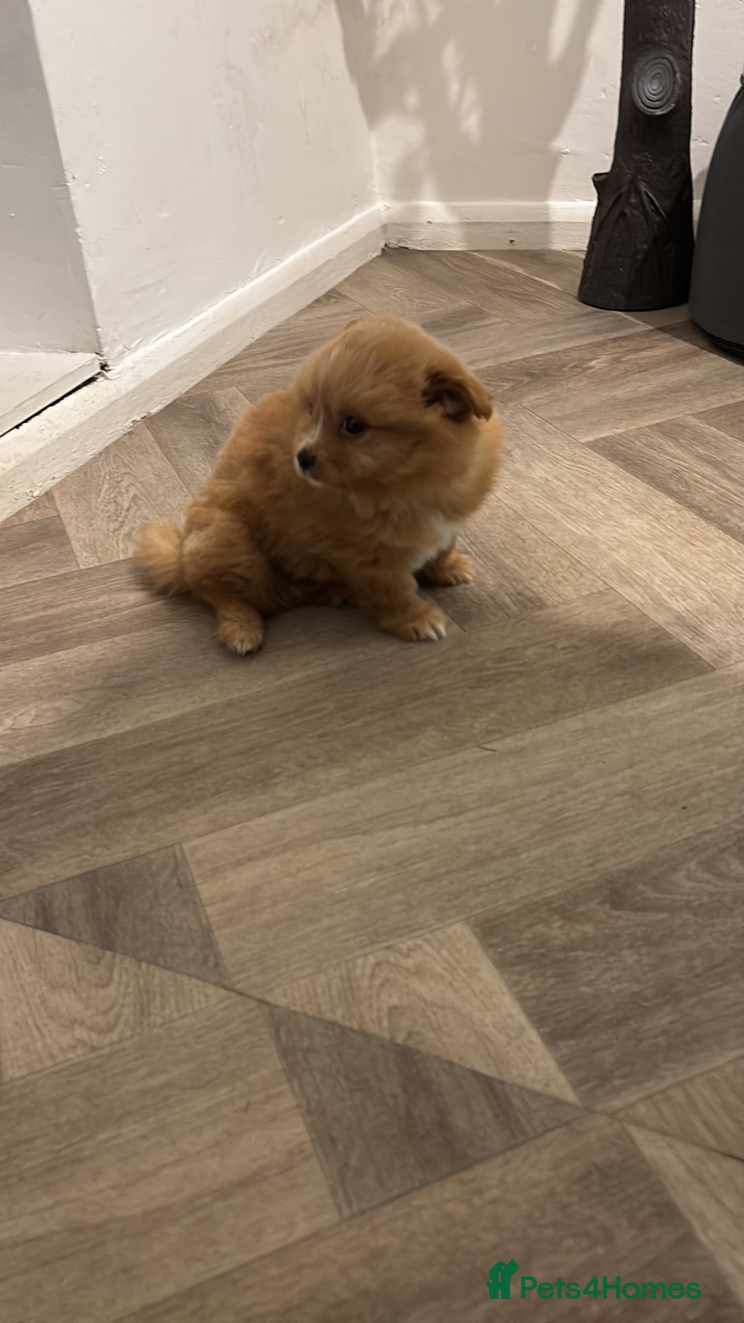 Mixed Breed dogs for sale: Pomeranian mixt with bichon - Advert 5