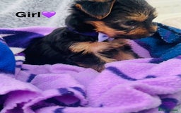 Yorkshire Terrier dogs for sale: Miniature Yorkshire terrier - Image 8
