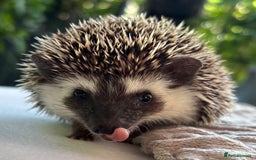 Pygmy Hedgehog rodents for sale: Pedigree African Pygmy Hedgehog 04.05.25 in Eastleigh - Image 7