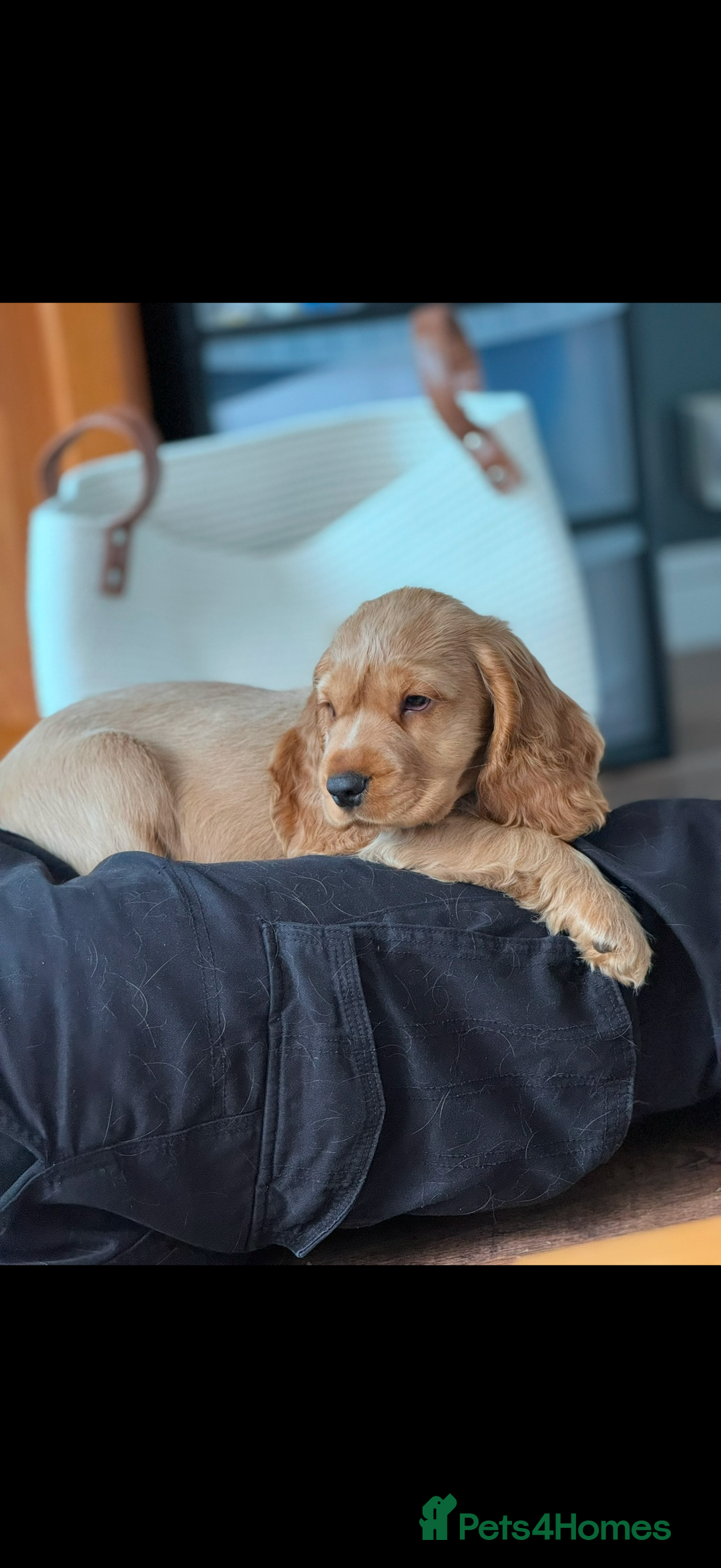 Cocker Spaniel dogs for sale: (Almost) 2 Year Old Cocker Spaniel Boy 🩵 - Advert 15