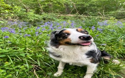 Border Collie dogs for stud: Stud Dog Available – Poe - Image 8